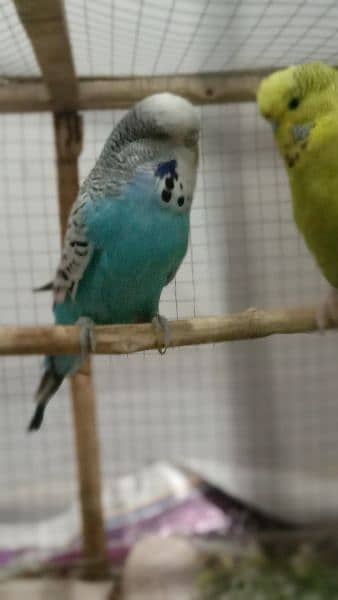 Pair of Exhibition king size parrots are for urgent sale. 3