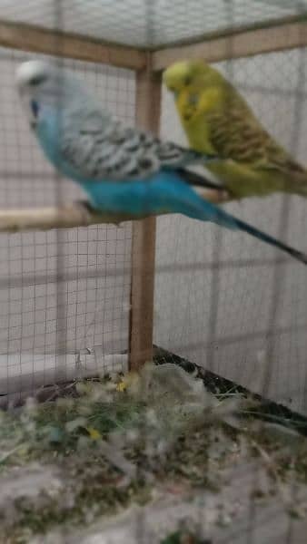 Pair of Exhibition king size parrots are for urgent sale. 4