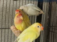 Albino Split of Red Eyes Common Latino For sale 0
