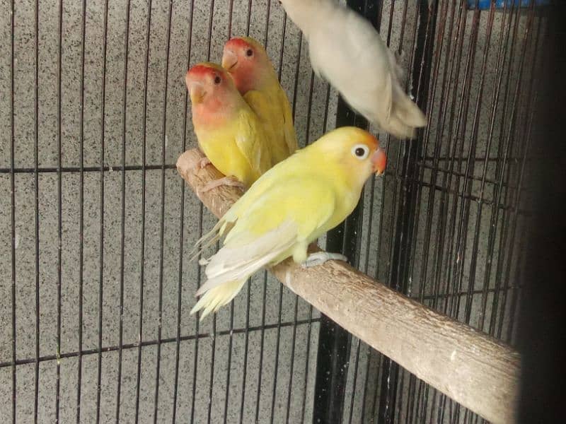 Albino Split of Red Eyes Common Latino For sale 5