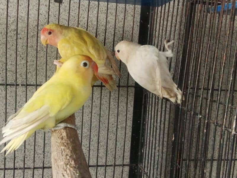 Albino Split of Red Eyes Common Latino For sale 6