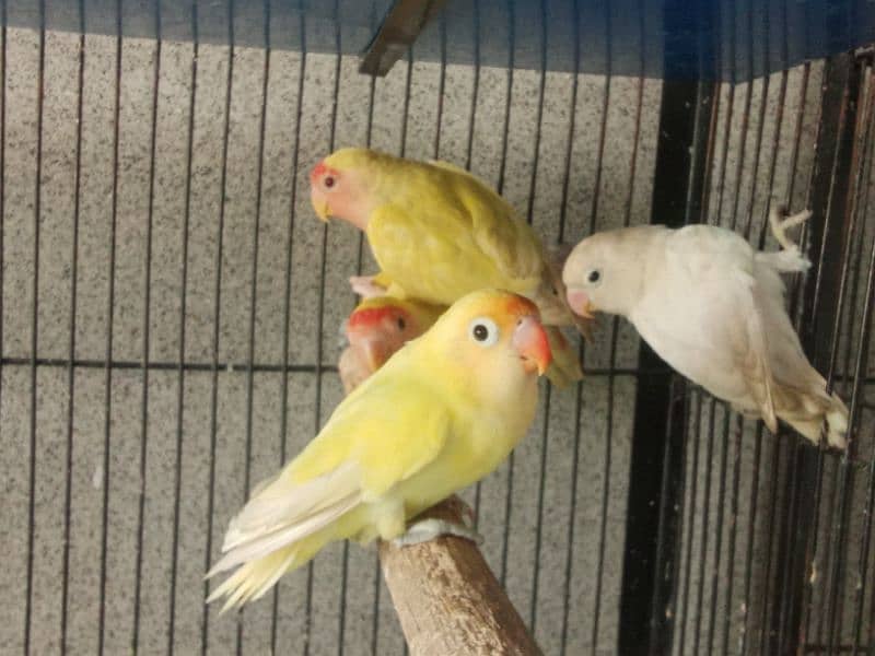 Albino Split of Red Eyes Common Latino For sale 8