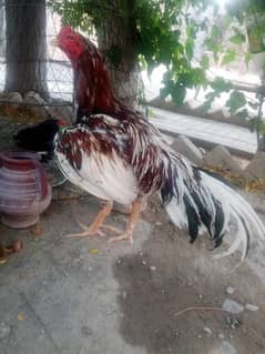 high quality aseel bird