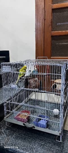 Australians parrots with cage