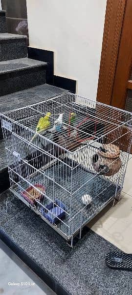 Australians parrots with cage 1