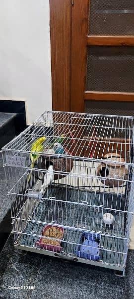 Australians parrots with cage 2