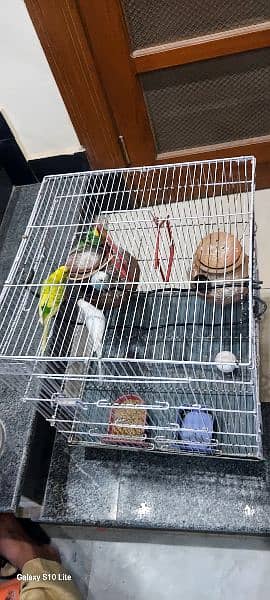 Australians parrots with cage 3