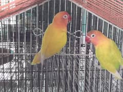 beautiful and Healthy lovebirds pairs