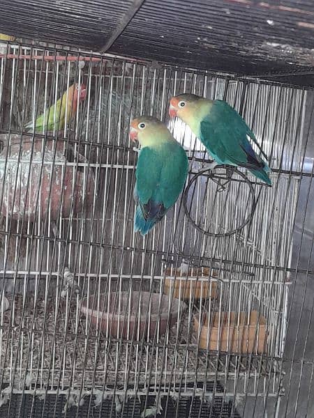 beautiful and Healthy lovebirds pairs 3