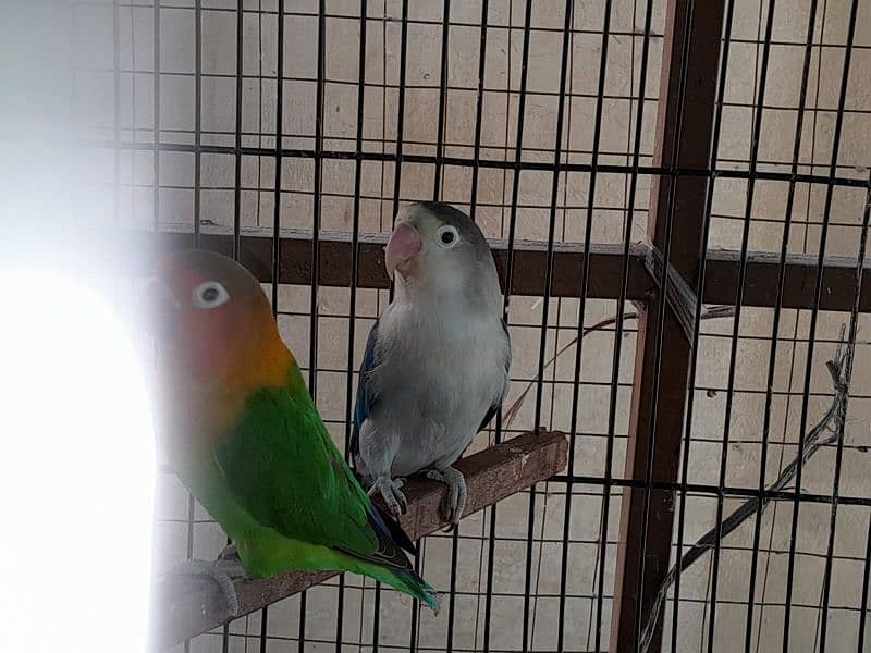 beautiful and Healthy lovebirds pairs 10