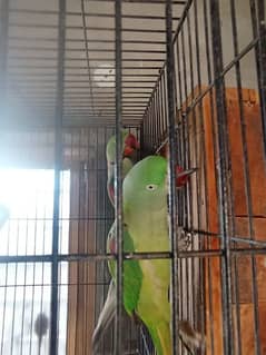 Breeder Parrot