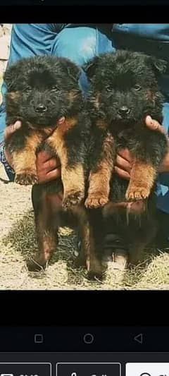 German Shepherd double code pair for sale age 2 months