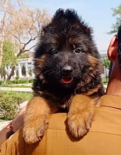 quality black mask long coat Gsd male puppy for sale 0