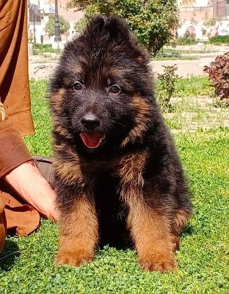 quality black mask long coat Gsd male puppy for sale 2