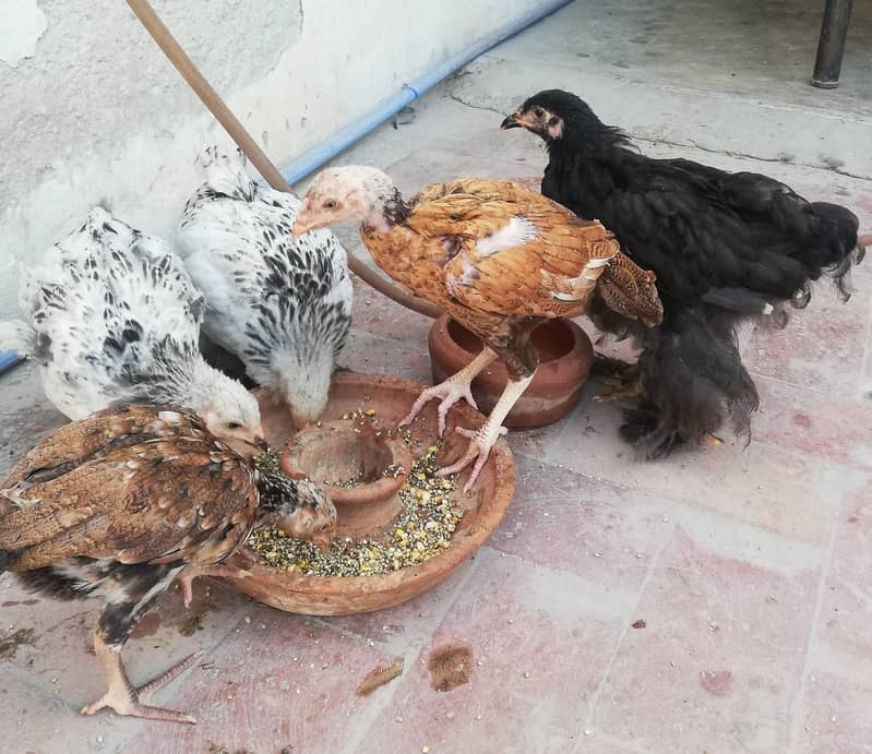 2 Pure Aseel chicks, 1 Black Hwavy Buff Chick, 2 Brahma Cross chicks 3