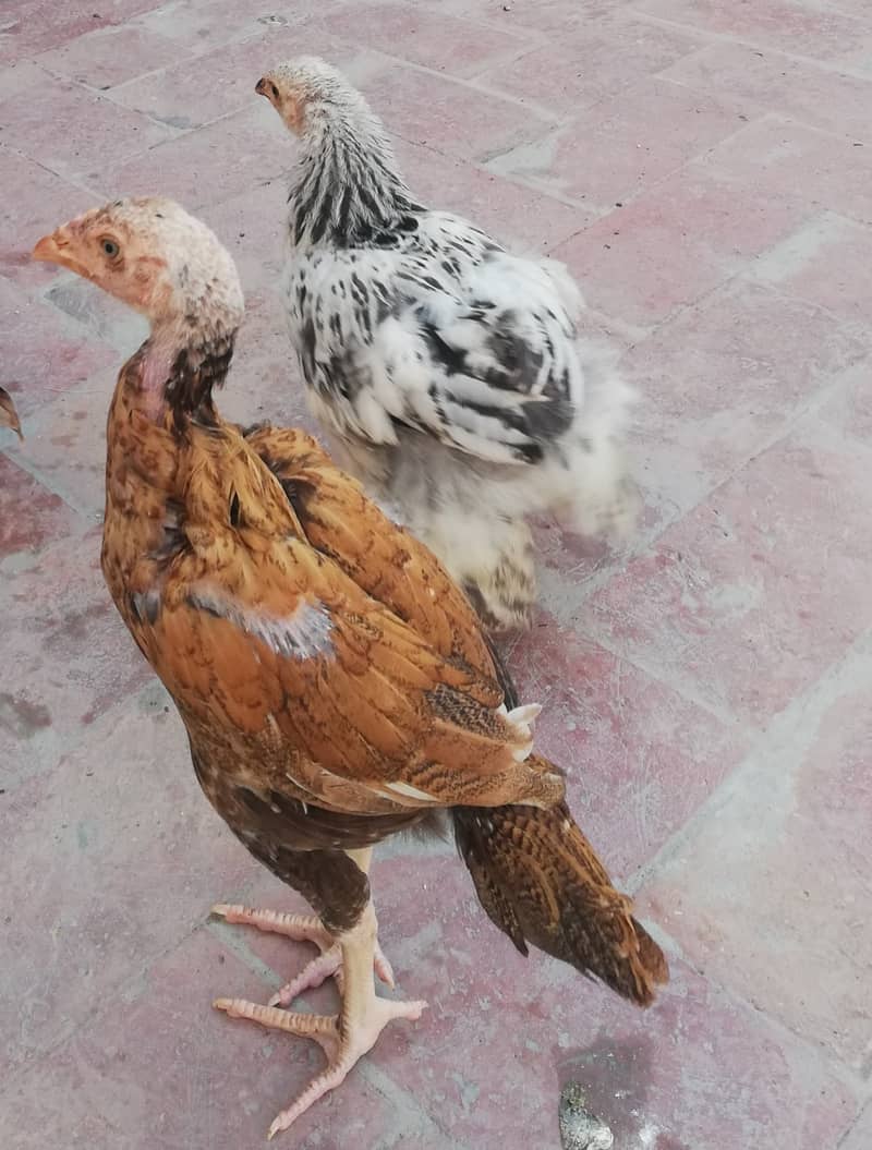 2 Pure Aseel chicks, 1 Black Hwavy Buff Chick, 2 Brahma Cross chicks 5