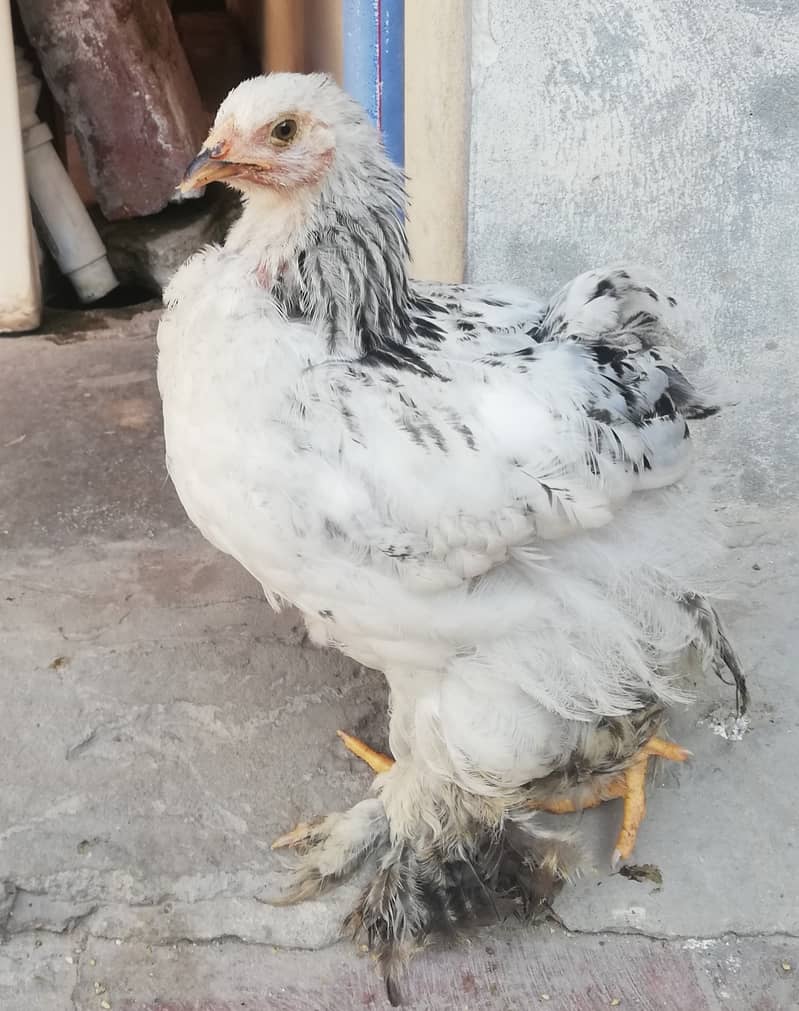2 Pure Aseel chicks, 1 Black Hwavy Buff Chick, 2 Brahma Cross chicks 6