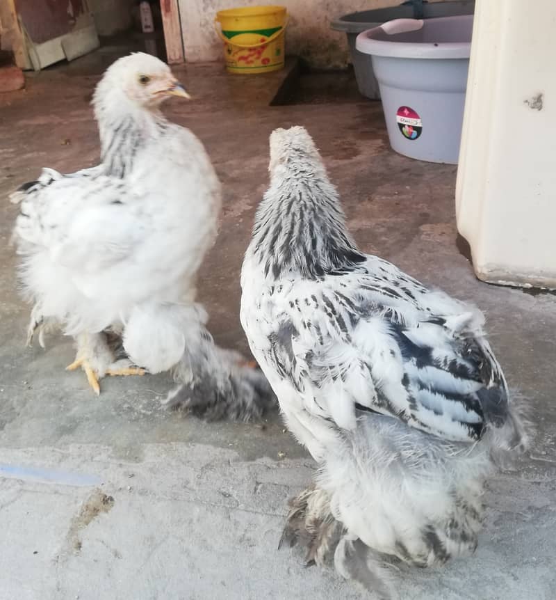 2 Pure Aseel chicks, 1 Black Hwavy Buff Chick, 2 Brahma Cross chicks 7