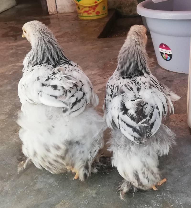 2 Pure Aseel chicks, 1 Black Hwavy Buff Chick, 2 Brahma Cross chicks 8