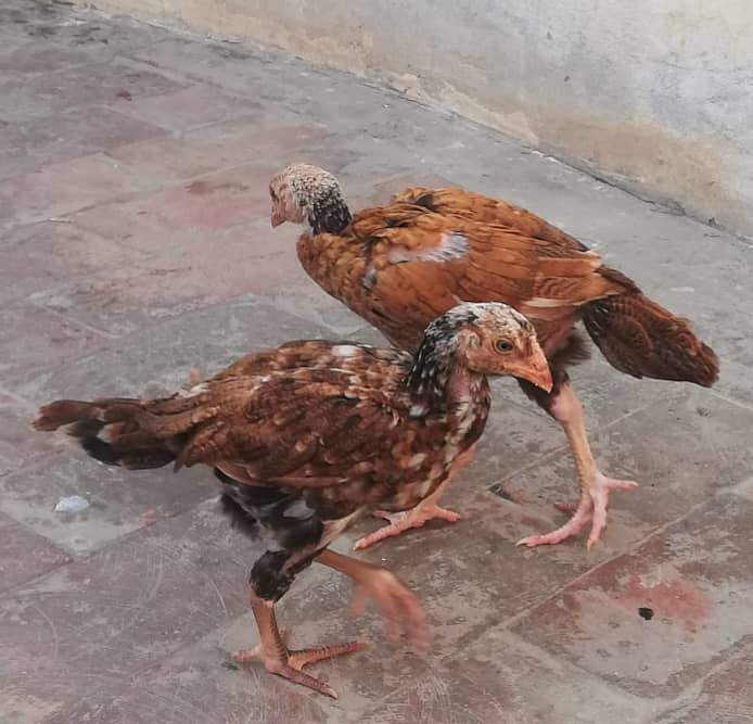 2 Pure Aseel chicks, 1 Black Hwavy Buff Chick, 2 Brahma Cross chicks 10