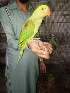for sell perrot 0