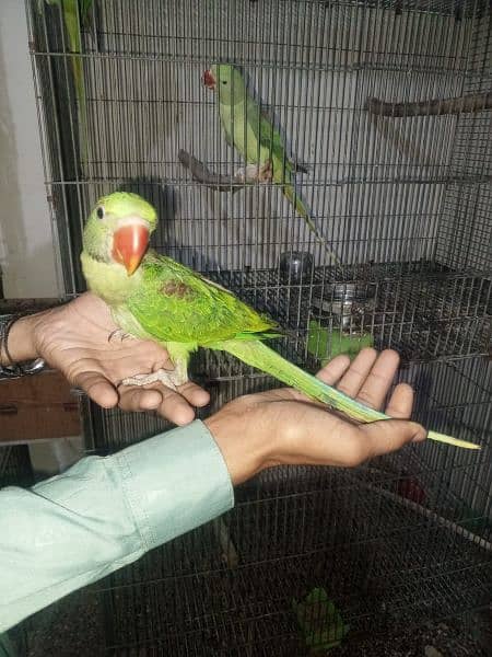 for sell perrot 1