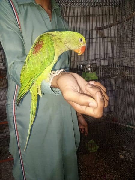 for sell perrot 2