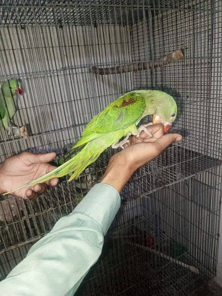 for sell perrot 3