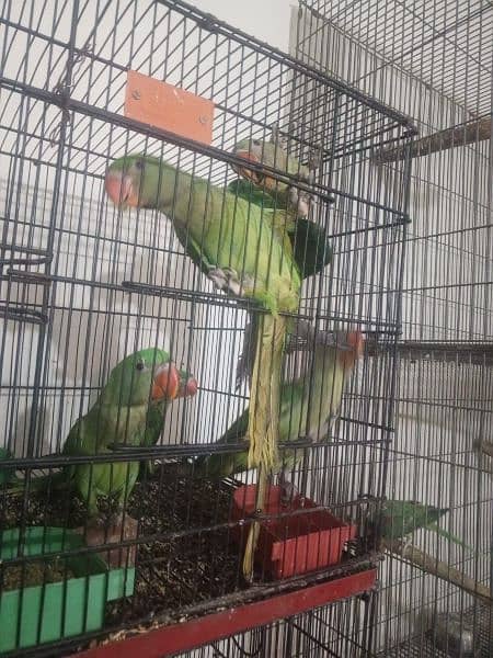 for sell perrot 4