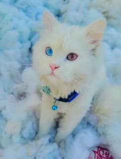 pure persian odd eyes adult male for sale