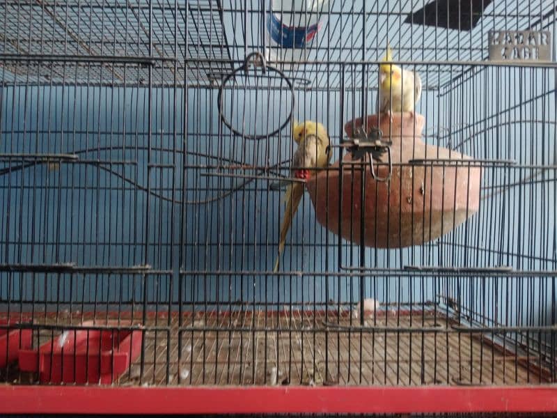 SELLING CAGE WITH ALL BIRDS 1