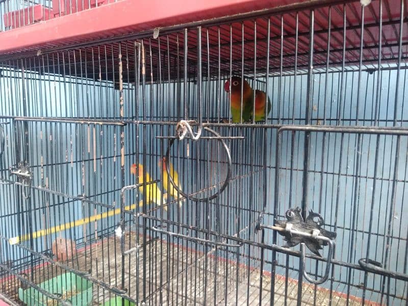 SELLING CAGE WITH ALL BIRDS 2