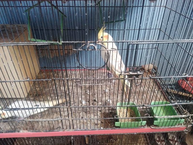 SELLING CAGE WITH ALL BIRDS 3