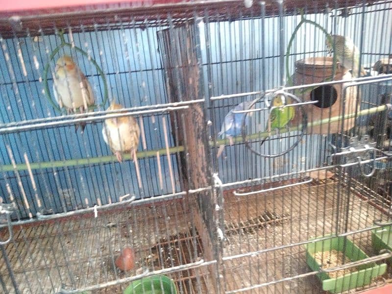 SELLING CAGE WITH ALL BIRDS 4