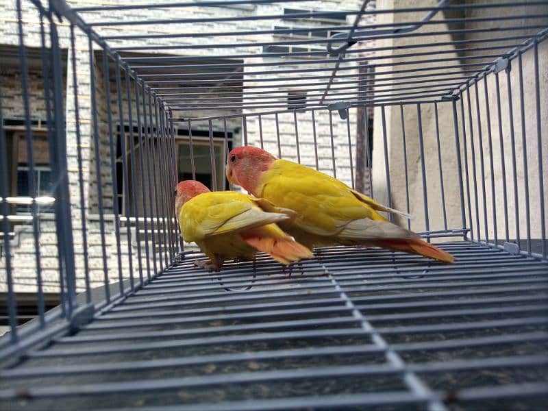 Love birds,albino,fishers healthy and active. 1
