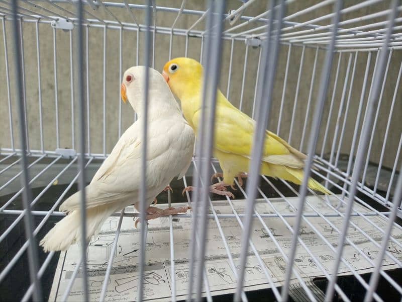 Love birds,albino,fishers healthy and active. 6