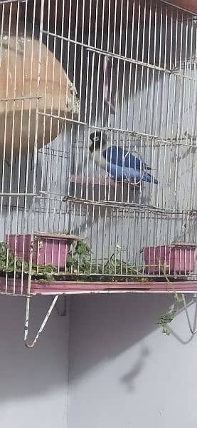 love bird with cage 6000 without cage 5000 2