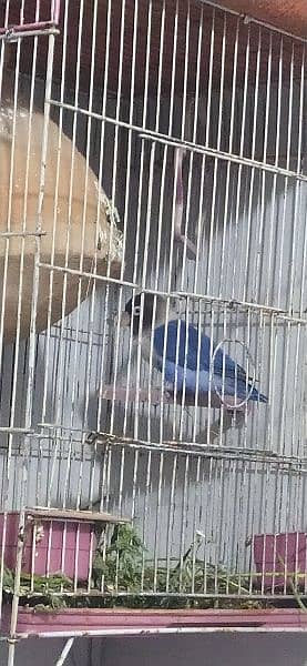 love bird with cage 6000 without cage 5000 5