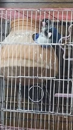 love bird with cage 6000 without cage 5000 0