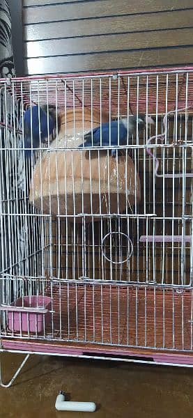 love bird with cage 6000 without cage 5000 1