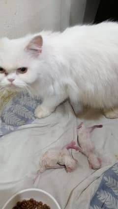 Persian Female Cat 0