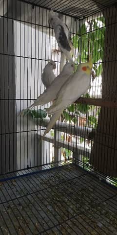 Cage and Cocktails Breeding Pairs For Sale