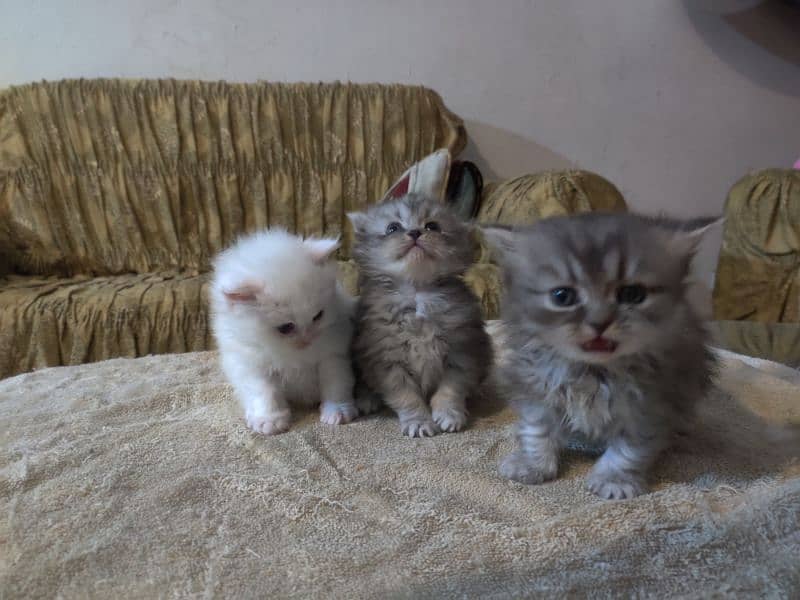 Extreme Punch Faced Persian Kittens 2