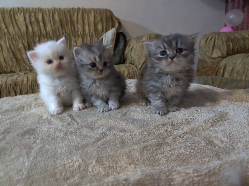 Extreme Punch Faced Persian Kittens - Cats - 1087946462