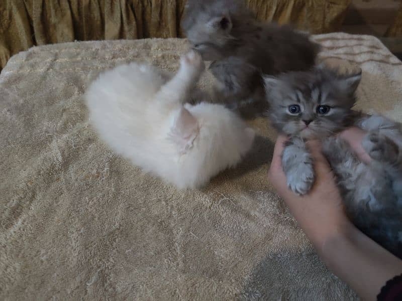 Extreme Punch Faced Persian Kittens 3