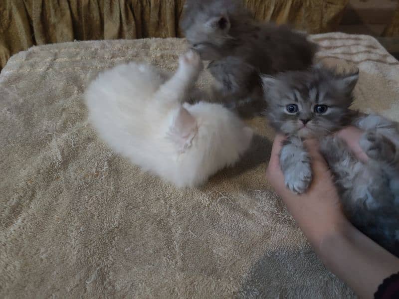 Extreme Punch Faced Persian Kittens - Cats - 1087946462