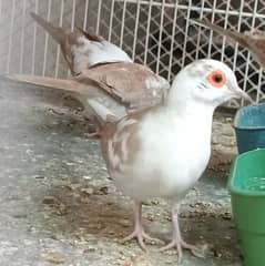 Red Pied Dove Pair, Red pied Phattay, Blue Pied Phatty