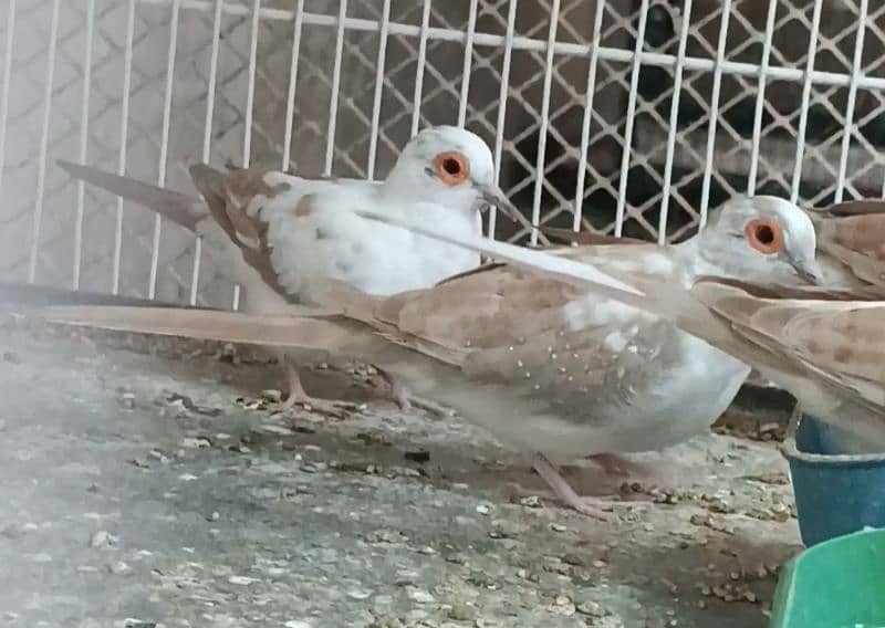 Red Pied Dove Pair, Red pied Phattay, Blue Pied Phatty 1