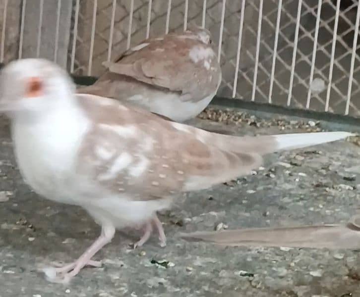 Red Pied Dove Pair, Red pied Phattay, Blue Pied Phatty 3