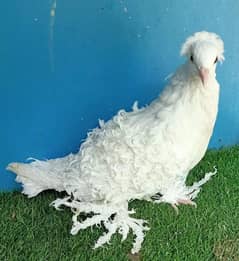 White Frillback male chick